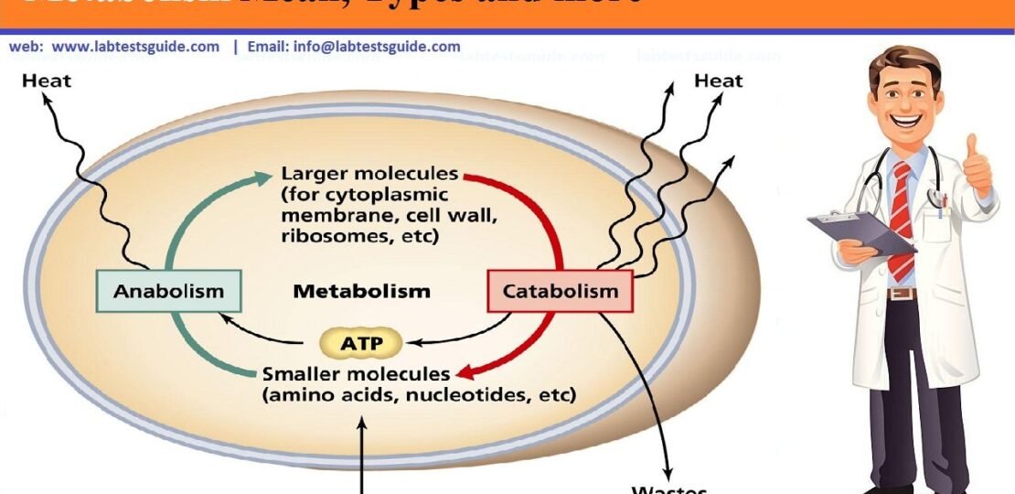 Metabolism