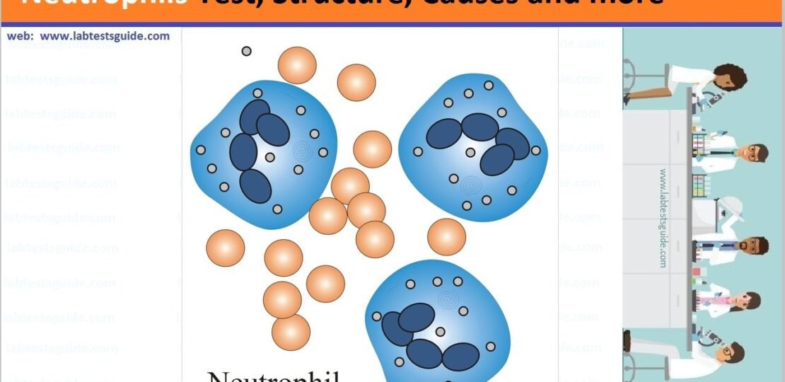 Neutrophils